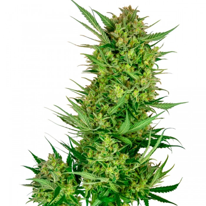 Semillas de marihuana feminizadas Buttercream Gelato de Sensi Seeds Research, cogollo descomunal.