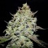 Semillas de marihuana feminizadas Lemon Gazzy de Delicious Seeds, cogollo compacto.