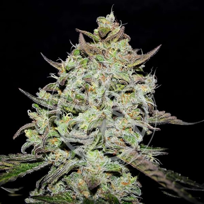 Semillas de marihuana feminizadas Lemon Gazzy de Delicious Seeds, cogollo compacto.