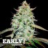 Semillas de marihuana feminizadas Lemon Gazzy Early Version de Delicious Seeds, cogollo compacto.
