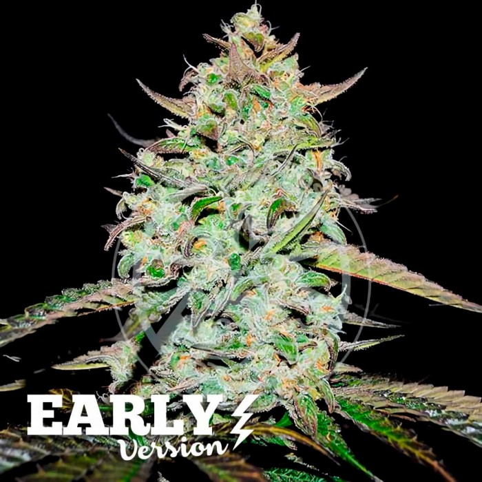 Semillas de marihuana feminizadas Lemon Gazzy Early Version de Delicious Seeds, cogollo compacto.