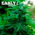 Semillas de marihuana feminizadas Lord Kush Early Version de Delicious Seeds, cogollo compacto.