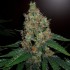 Semillas de marihuana feminizadas Pure Kush de Original Sensible Seeds, cogollo de interior.