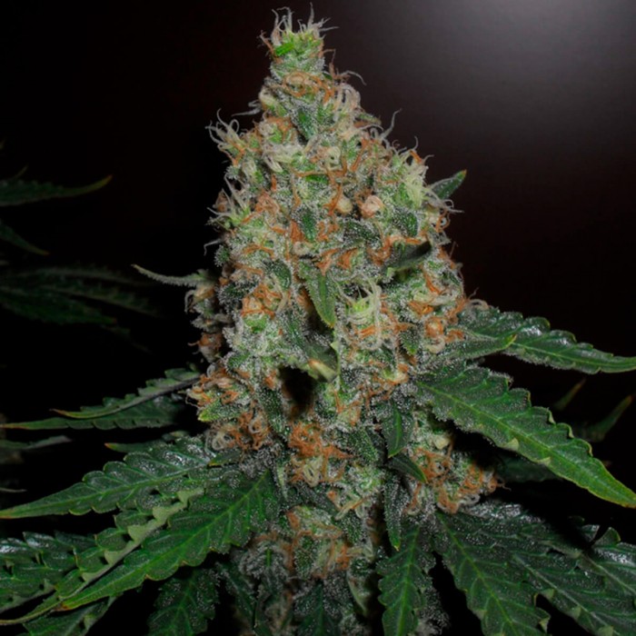 Semillas de marihuana feminizadas Pure Kush de Original Sensible Seeds, cogollo de interior.