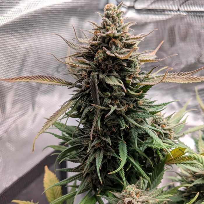 Semillas de marihuana feminizadas Pure Kush de Original Sensible Seeds, punta principal.