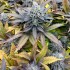 Semillas de marihuana feminizadas Pure Kush de Original Sensible Seeds, cogollo morado.