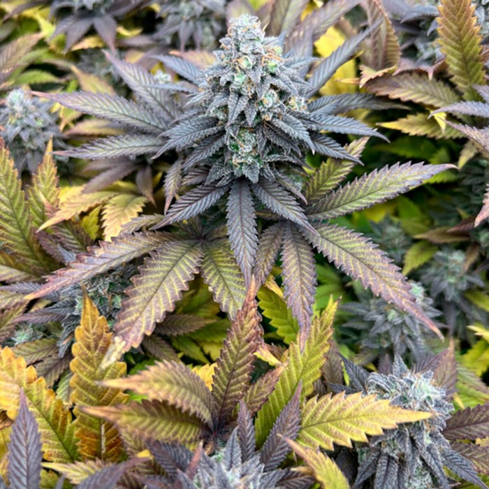 Semillas de marihuana feminizadas Pure Kush de Original Sensible Seeds, cogollo morado.
