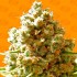 Semillas de marihuana feminizadas Pure Kush de Original Sensible Seeds, cogollo compacto.