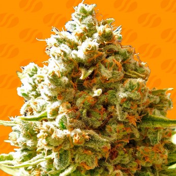 Semillas de marihuana feminizadas Pure Kush de Original Sensible Seeds, cogollo compacto.