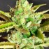Alien Wedding Cookies de Mamiko Seeds, pack de 6 semillas feminizadas, resina.