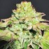 Alien Wedding Cookies de Mamiko Seeds, pack de 6 semillas feminizadas.