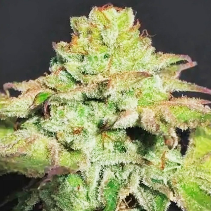 Alien Wedding Cookies de Mamiko Seeds, pack de 6 semillas feminizadas.