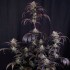 Semillas de autoflorecientes  Auto Strawberry Gorilla RF3 de Fast Buds Seeds, planta morada.