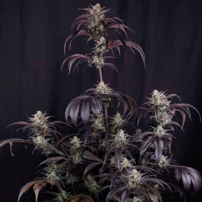 Semillas de autoflorecientes  Auto Strawberry Gorilla RF3 de Fast Buds Seeds, planta morada.
