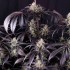 Semillas de autoflorecientes  Auto Strawberry Gorilla RF3 de Fast Buds Seeds, cogollos morados.