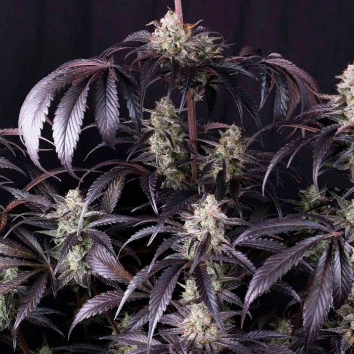 Semillas de autoflorecientes  Auto Strawberry Gorilla RF3 de Fast Buds Seeds, cogollos morados.