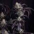 Semillas de autoflorecientes  Auto Strawberry Gorilla RF3 de Fast Buds Seeds, punta resinosa.