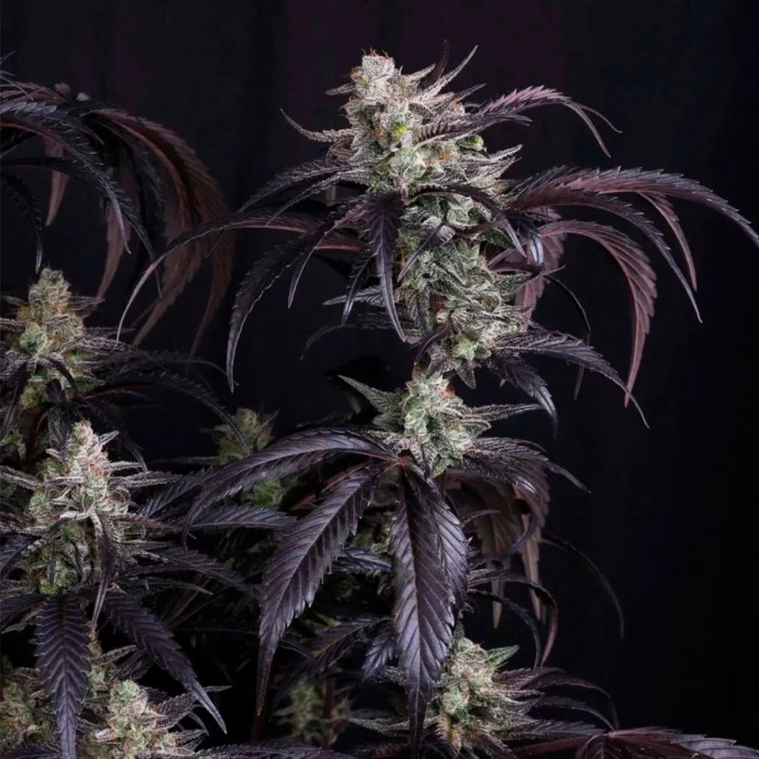 Semillas de autoflorecientes  Auto Strawberry Gorilla RF3 de Fast Buds Seeds, punta resinosa.