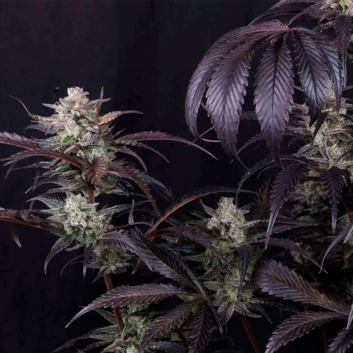 Semillas de autoflorecientes  Auto Strawberry Gorilla RF3 de Fast Buds Seeds, hoja morada.