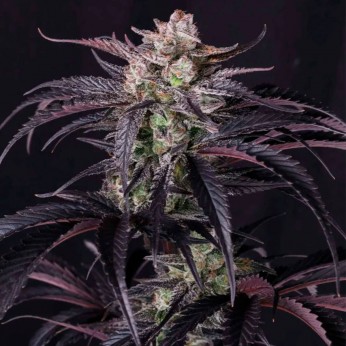 Semillas de autoflorecientes  Auto Strawberry Gorilla RF3 de Fast Buds Seeds.