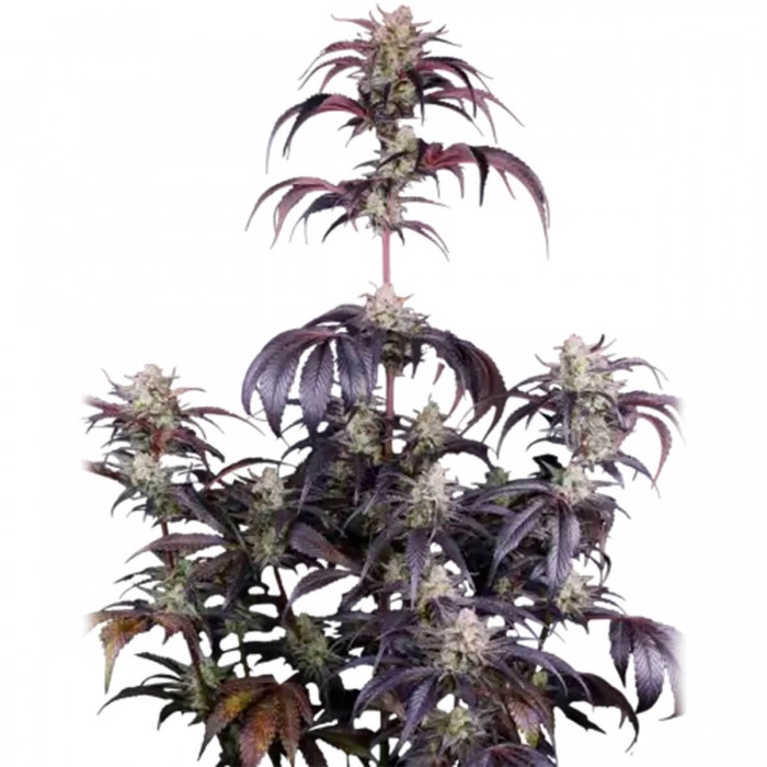 Semillas de autoflorecientes  Auto Strawberry Gorilla RF3 de Fast Buds Seeds, planta.