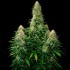 Auto Moby Dick XXL (Narcotik Seeds), planta super productiva.