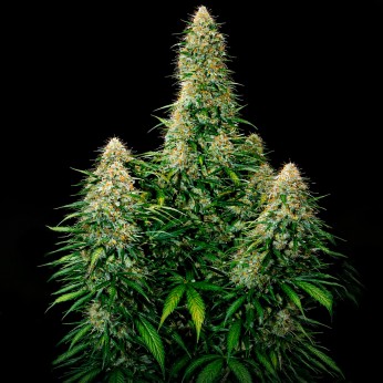 Auto Moby Dick XXL (Narcotik Seeds), planta super productiva.