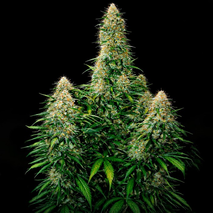 Auto Moby Dick XXL (Narcotik Seeds), planta super productiva.