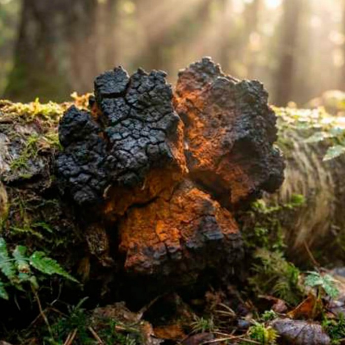 Extracto de hongo Chaga 30ml de Plant of Life, seta.