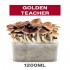 Pan de setas Golden Teacher.