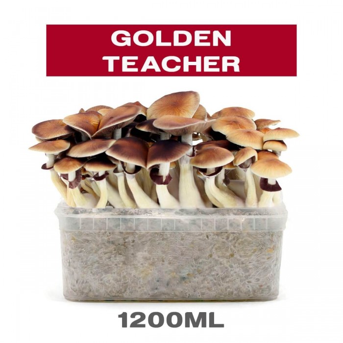 Pan de setas Golden Teacher.