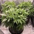 Semillas de marihuana feminizadas Bubble's Blueberry F4 de Brothers Grimm Seeds, planta.