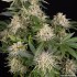 Semillas de marihuana feminizadas AK de Barney's Farm Seeds, cogollos.