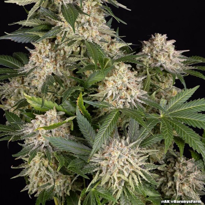 Semillas de marihuana feminizadas AK de Barney's Farm Seeds, cogollos.