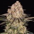 Semillas de marihuana feminizadas AK de Barney's Farm Seeds, cogollo enorme y resinoso.