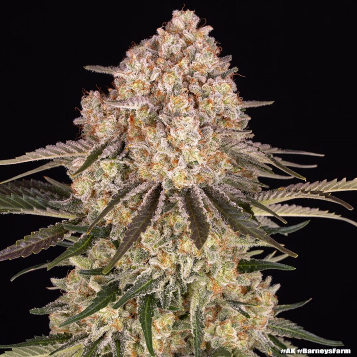 Semillas de marihuana feminizadas AK de Barney's Farm Seeds, cogollo enorme y resinoso.