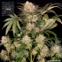 AK (Barney's Farm Seeds)