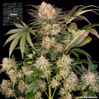 Semillas de marihuana feminizadas AK de Barney's Farm Seeds, planta productiva.