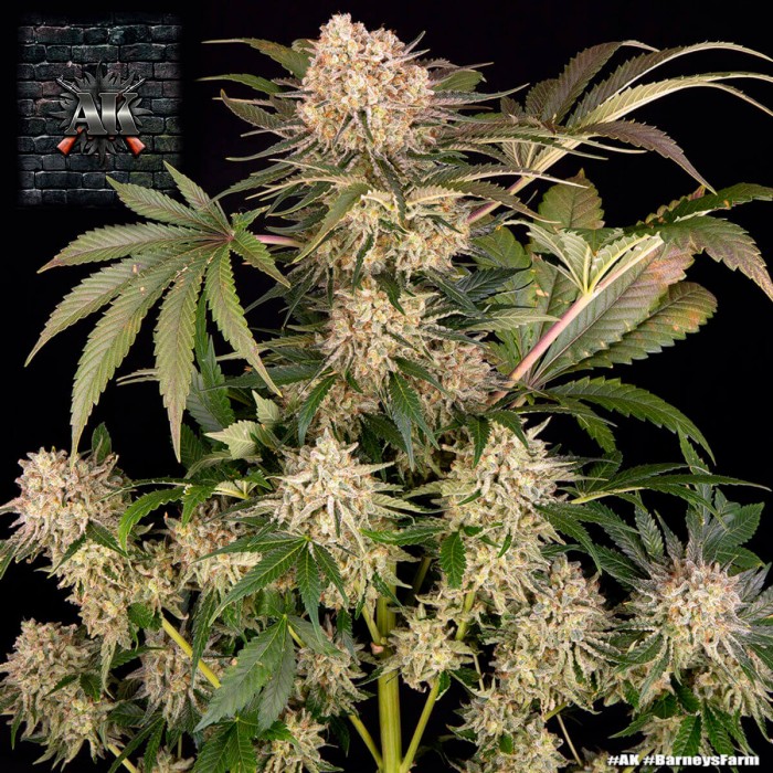 Semillas de marihuana feminizadas AK de Barney's Farm Seeds, planta productiva.