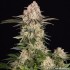 Semillas de marihuana feminizadas AK de Barney's Farm Seeds, punta principal.