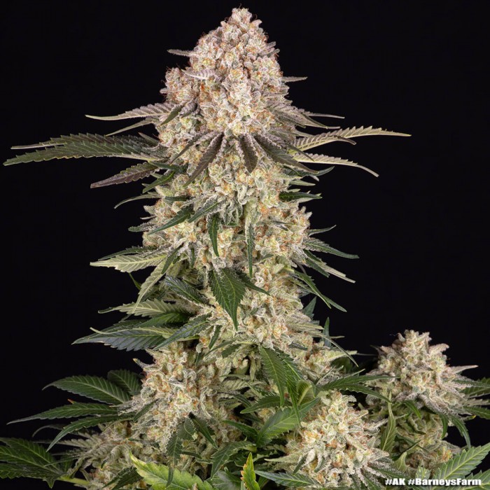 Semillas de marihuana feminizadas AK de Barney's Farm Seeds, punta principal.