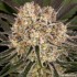 Semillas de marihuana feminizadas AK de Barney's Farm Seeds, resina.