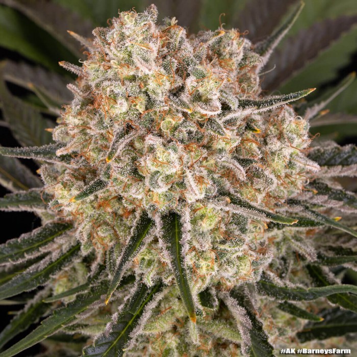 Semillas de marihuana feminizadas AK de Barney's Farm Seeds, resina.