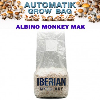 Pan de setas Automatic Grow Bag Albino Monkey Mak de Iberian Micology.