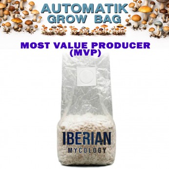 Pan de setas Automatic Grow Bag MVP de Iberian Micology.