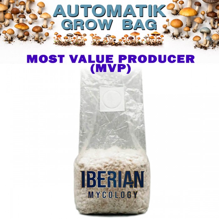 Pan de setas Automatic Grow Bag MVP de Iberian Micology.