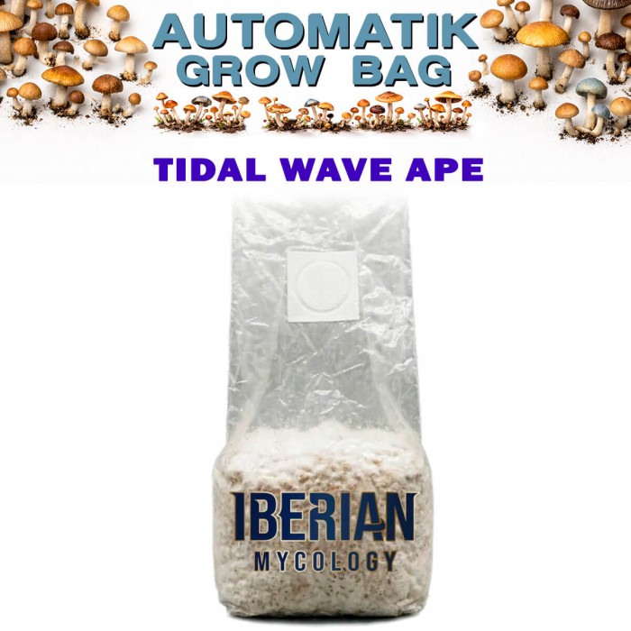 Pan de setas Automatic Grow Bag Tiddal Wave Ape de Iberian Micology.