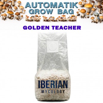 Pan de setas Automatic Grow Bag Golden Teacher de Iberian Micology.