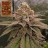 BLOODY CHERRY REGULAR (Bask Triangle Farms)