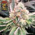 Semillas de marihuana regulares Crazy Banana de Bask Triangle Farms, cogollo resinoso.